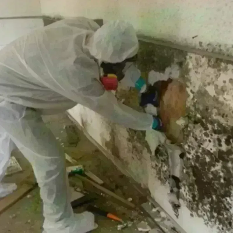 Mold Remediation and Removal in Gandy, FL